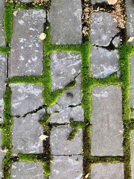 High angle view of moss on street