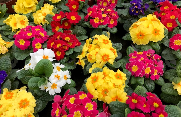 多色の花の植物の高角度の視点