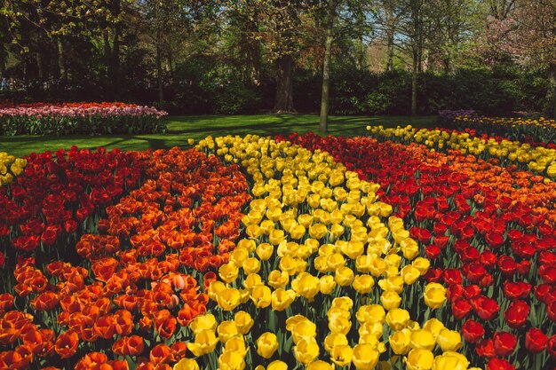 Foto vista ad alto angolo di tulipani multicolori che crescono sul campo