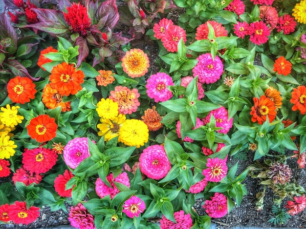 High angle view of multi colored zinnia flowers blooming outdoors