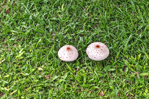 High angle view of mushroom growing on field