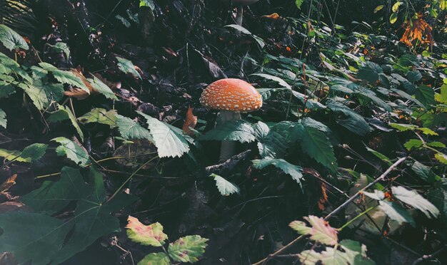 High angle view of mushroom growing on field