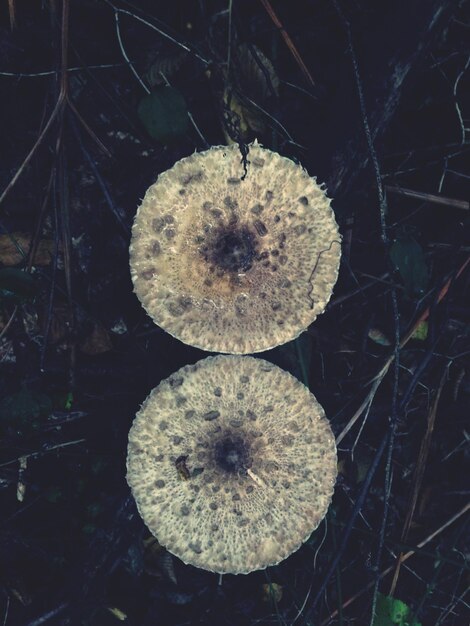 Photo high angle view of mushroom growing on field