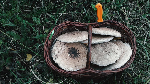 Photo high angle view of mushroom growing on field