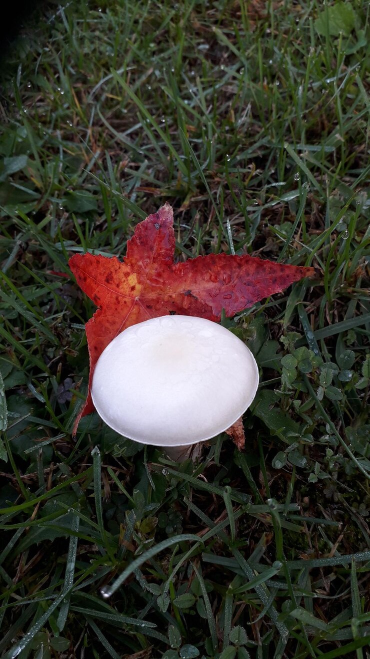Photo high angle view of mushroom growing on field