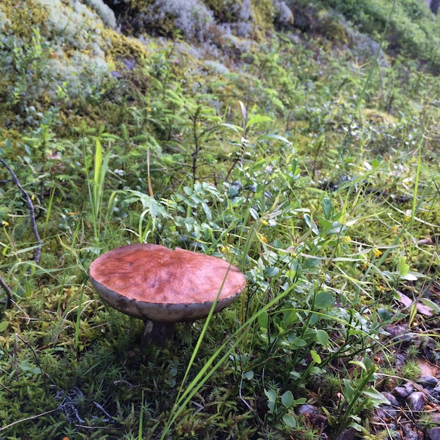 Foto vista ad alta angolazione del fungo che cresce nella foresta