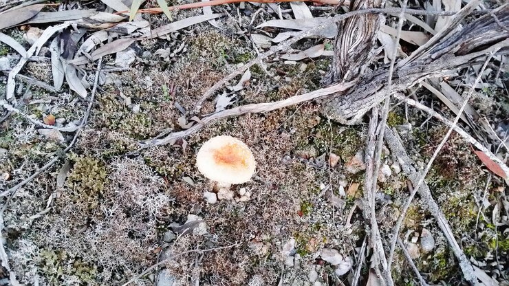 Photo ハイアングルで見えるキノコ