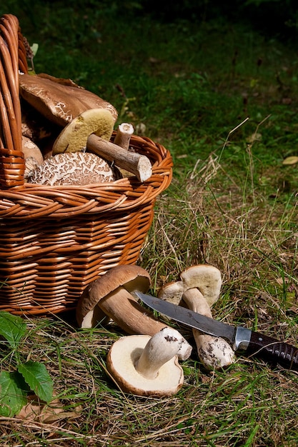 Foto vista ad alta angolazione dei funghi nel cesto sul campo