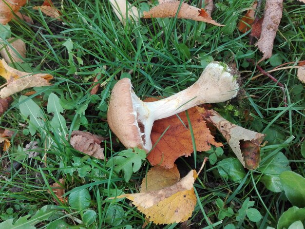 Photo high angle view of mushrooms on field