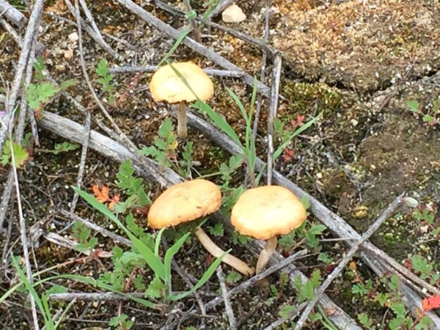 High angle view of mushrooms growing on field in forest