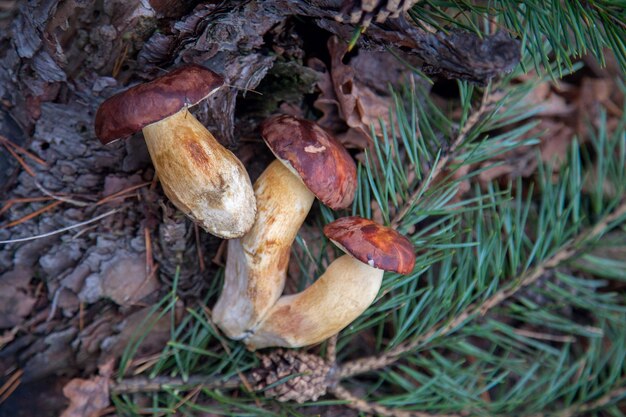 High angle view of mushrooms growing on field