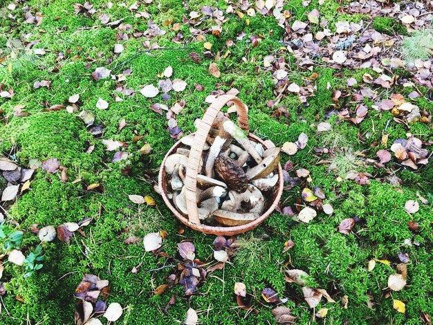 High angle view of mushrooms growing on field