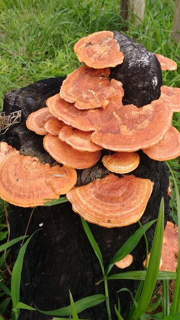 High angle view of mushrooms growing on field