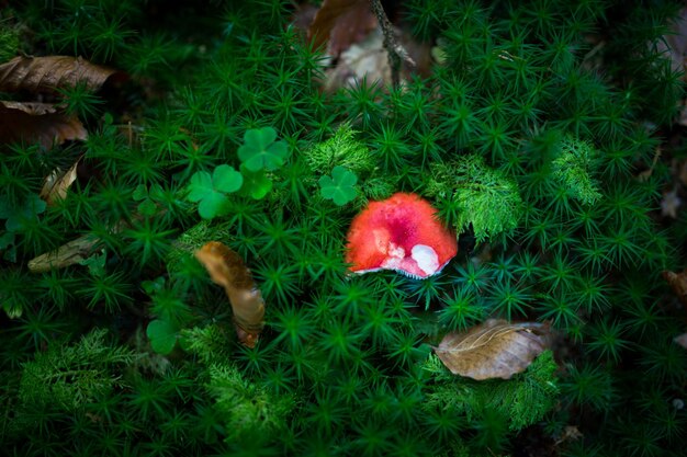 Photo high angle view of mushrooms growing on field