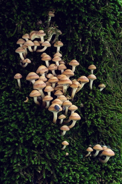 Photo high angle view of mushrooms growing on tree in forest