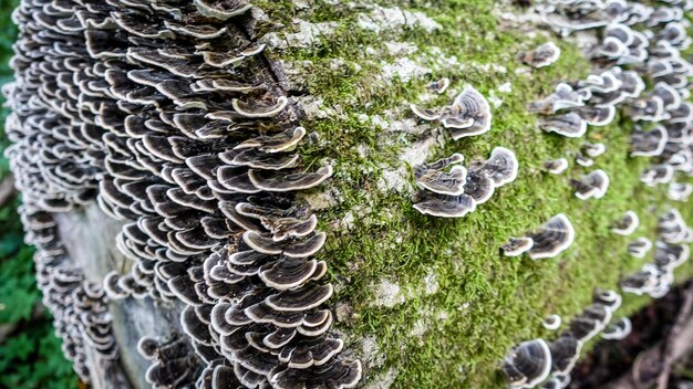 High angle view of mushrooms growing on tree trunk