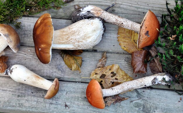 Foto vista ad alta angolazione di funghi e foglie su tavola