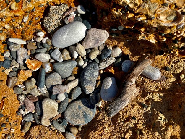 High angle view of mushrooms on rock