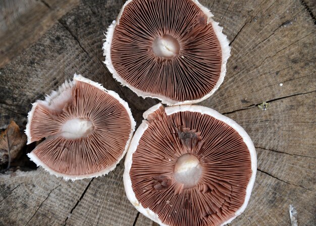 High angle view of mushrooms