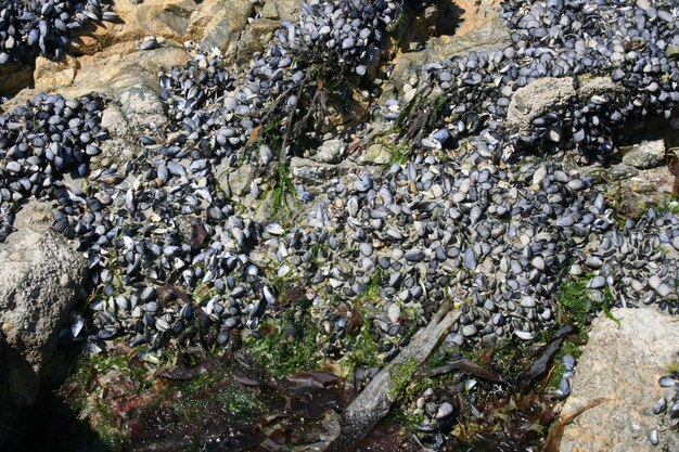 Photo high angle view of mussels on rock