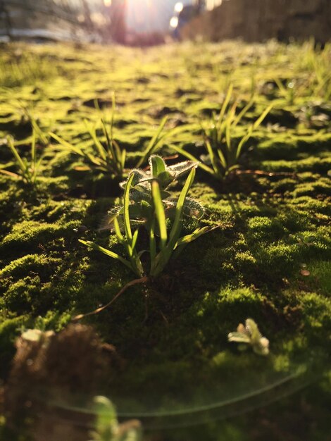 Photo high angle view of new plant on grass