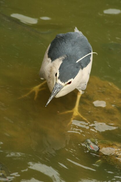 High angle view of night heron in lake