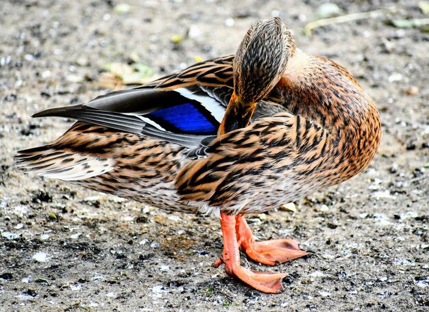 写真 鳥の高角度の眺め