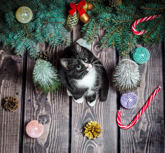 写真 猫の高角度の眺め