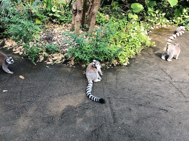 写真 猫のハイアングルビュー