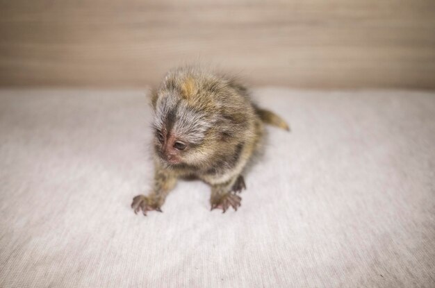 写真 猫の高角度の眺め