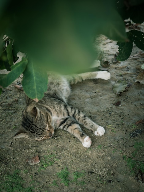 写真 猫の高角度の眺め