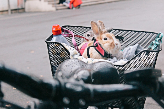 写真 猫の高角度の眺め