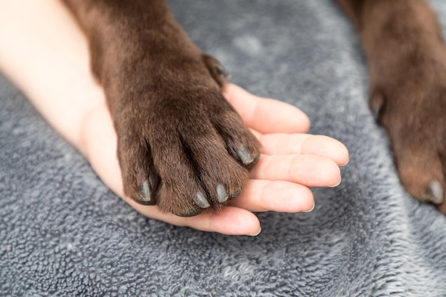 写真 犬のハイアングルビュー