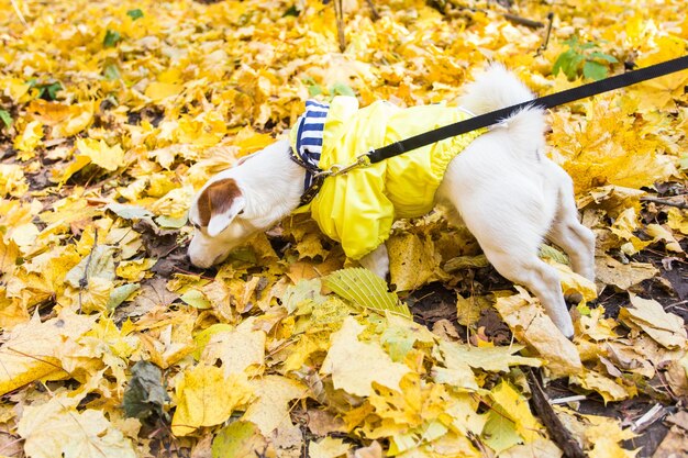 写真 犬のハイアングルビュー