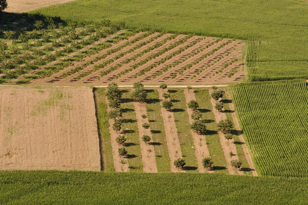 Фото Высокоугольный вид сельскохозяйственного поля