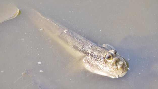 Фото Высокоугольный вид амфибий, плавающих в воде