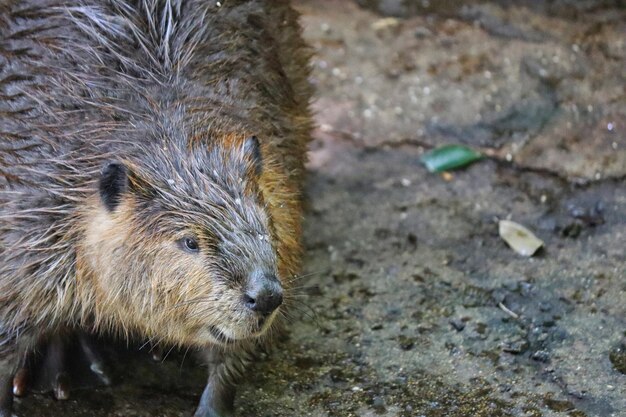 写真 フィールド上の動物の高角度の視点