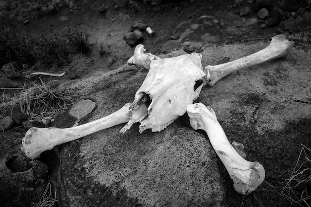 写真 野外での動物の頭蓋骨の高角度のビュー