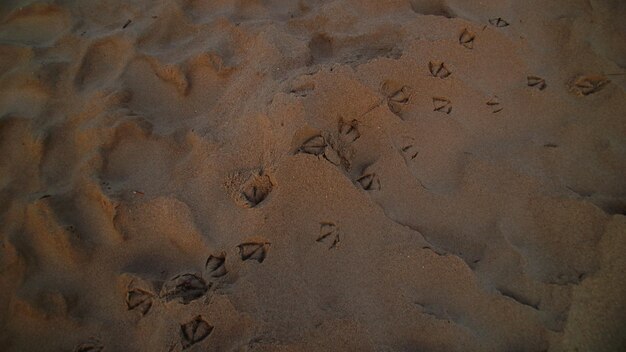 写真 砂上の動物の足跡の高角度の写真