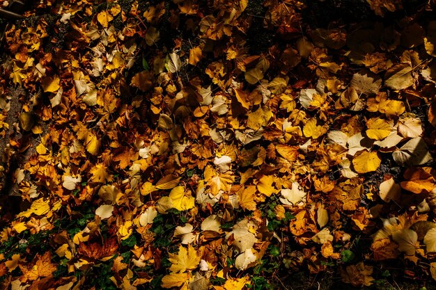 写真 畑の秋の葉の高角度の眺め