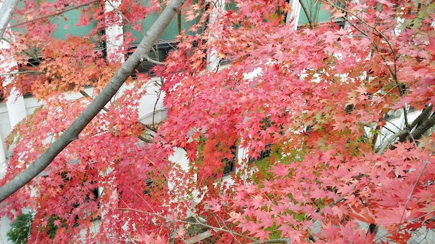 写真 建物の反対側の秋の木の高角度のビュー