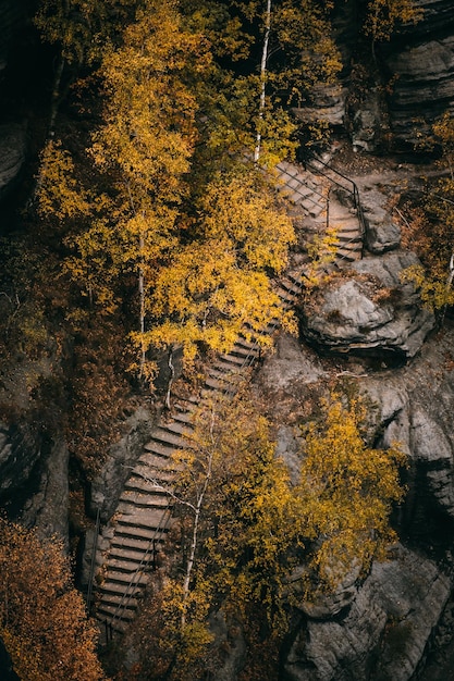 Фото Высокоугольный вид осенних деревьев в лесу
