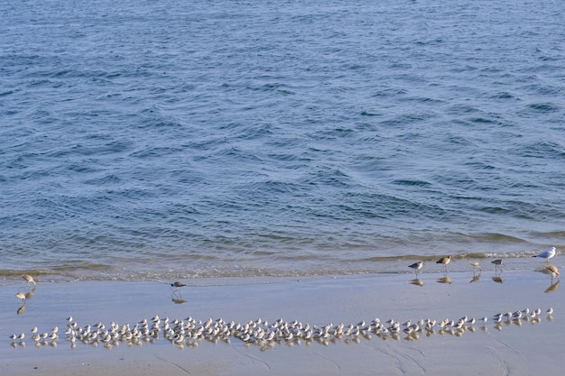 Фото Высокоугольный вид на пляж и птиц