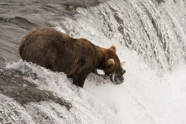 写真 ⁇ の口で魚を運ぶクマの高角度の眺め