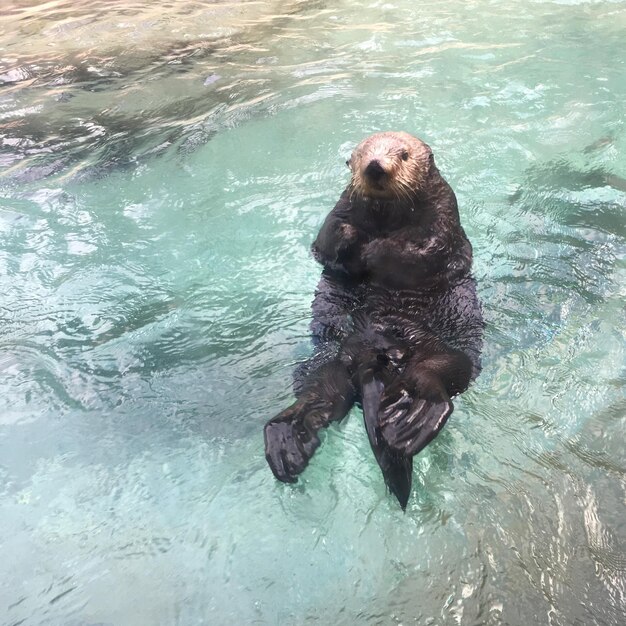 写真 水中を泳ぐクマの高角度の視点