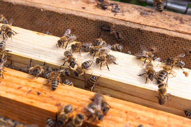 写真 木の上のミツバチの高角度のビュー