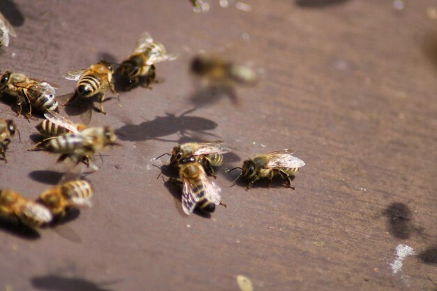 写真 ハイアングルのミツバチの景色