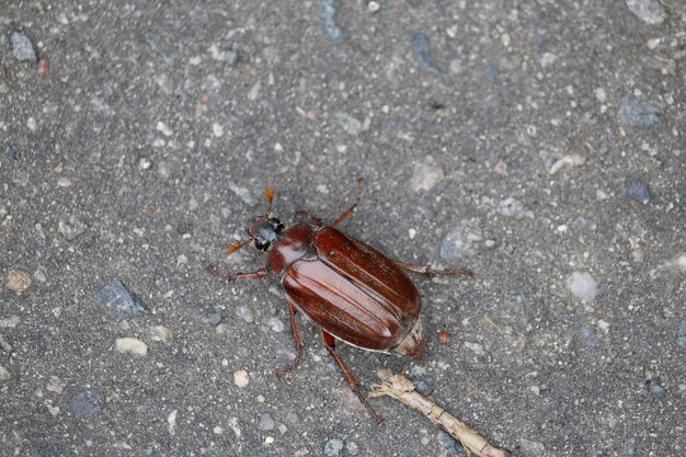 写真 路上の甲虫のハイアングルビュー