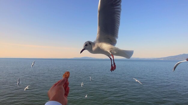 写真 湖の鳥の高角度の景色