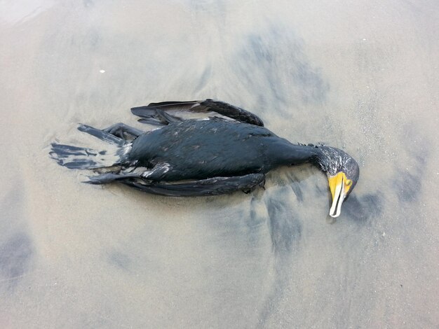 写真 水中の鳥の高角度の視点